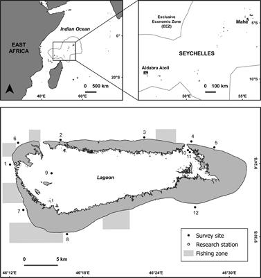 Impacts of <mark class="highlighted">coral bleaching</mark> on reef fish abundance, biomass and assemblage structure at remote Aldabra Atoll, Seychelles: insights from two survey methods